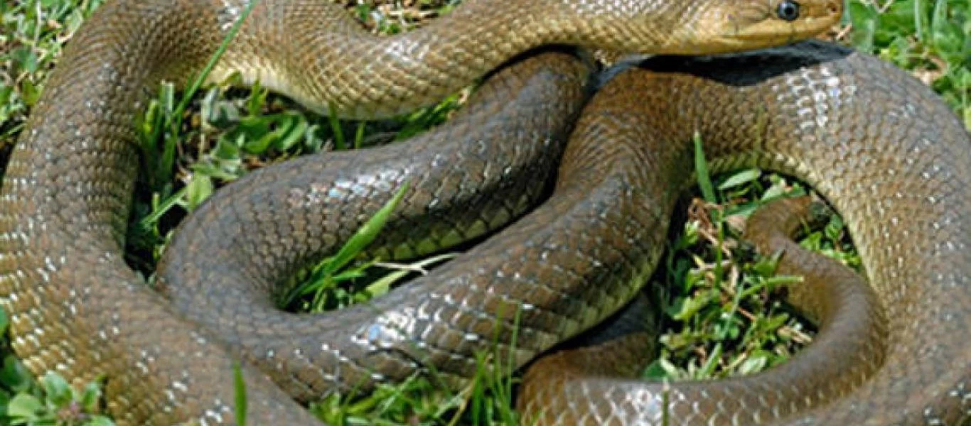 Πιθηκάκι σώζει ποντικό όταν το φίδι έχει αρχίσει ήδη να τον καταπίνει (βίντεο)